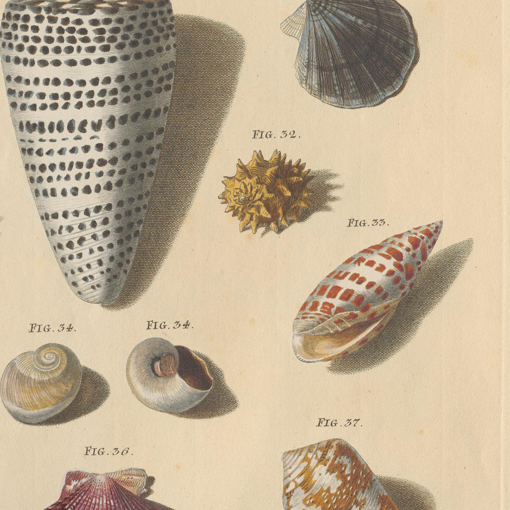Detail at printed size: the great spotted cone at the left of the plate