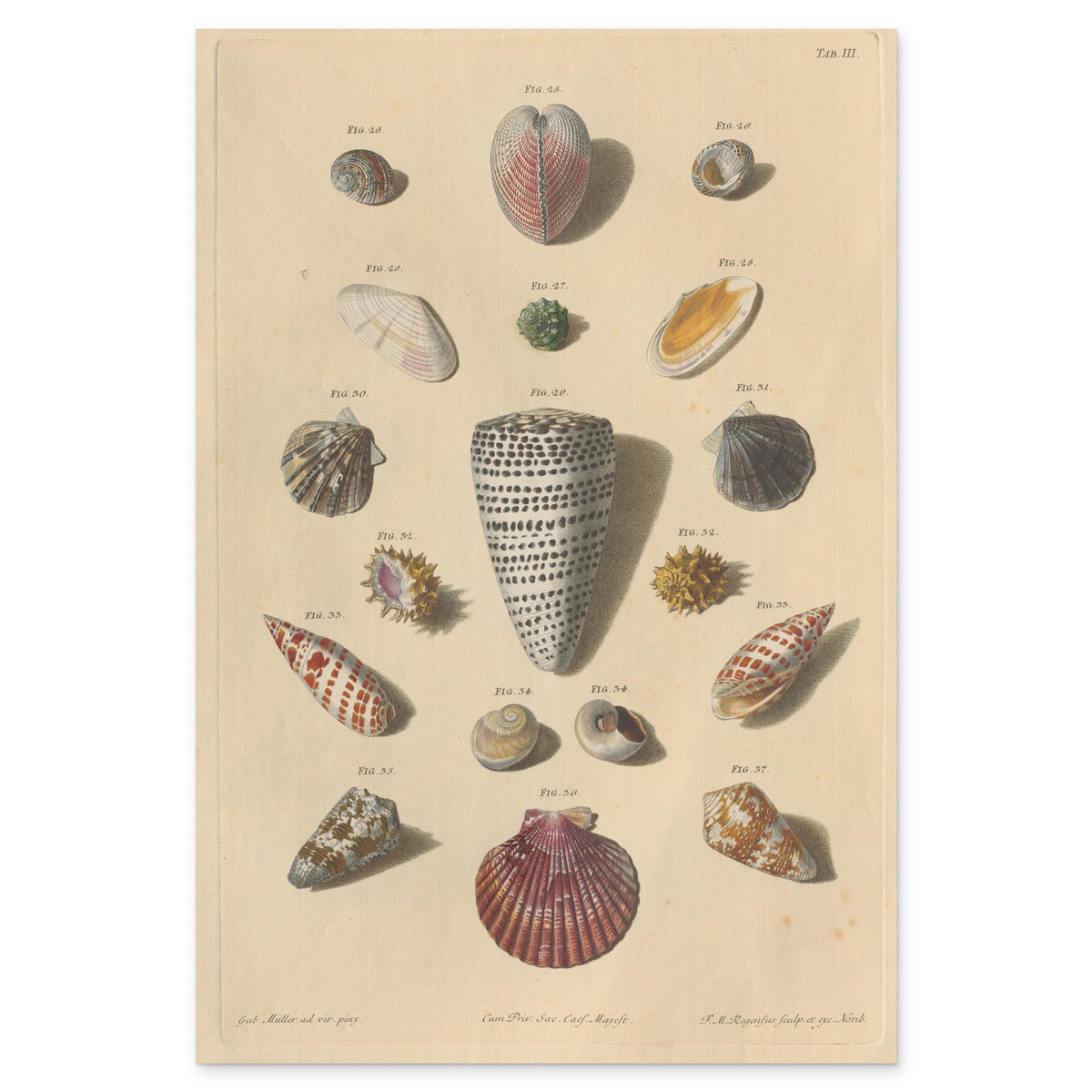 Franz Michael Regenfuss, Plate III from Choix de Coquillages et de Crustacés, 1758 — hand-coloured engraving of cones, cowries and a marbled volute on laid paper
