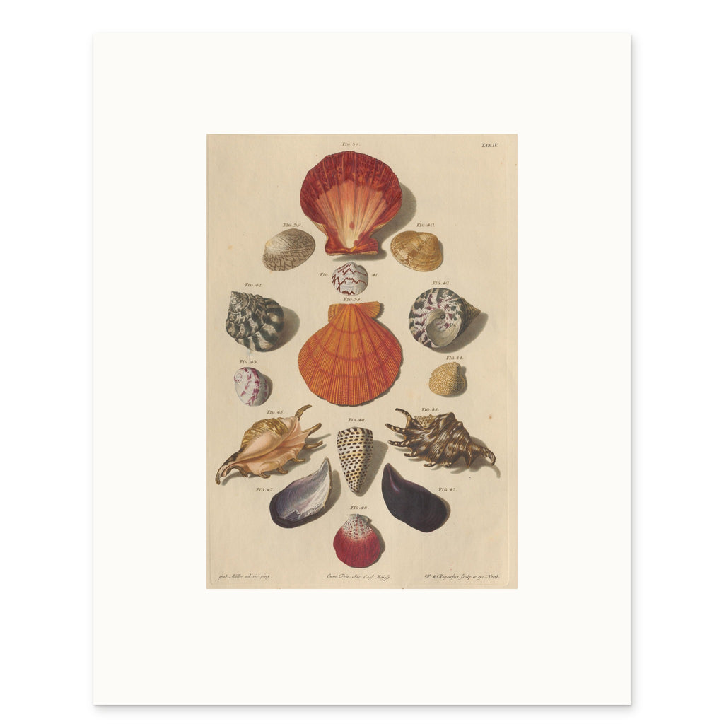 The 40 × 50 cm sheet, unframed, with its white border