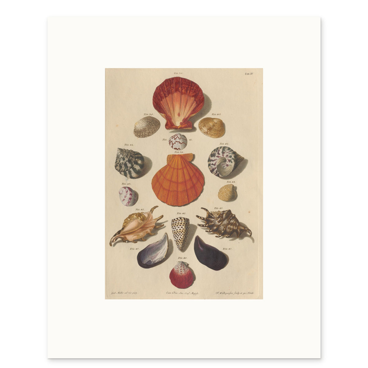 The 40 × 50 cm sheet, unframed, with its white border