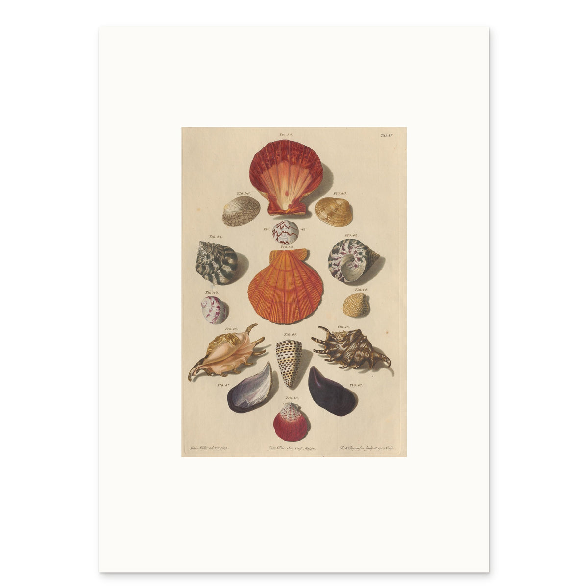 The 50 × 70 cm sheet, unframed, with its white border