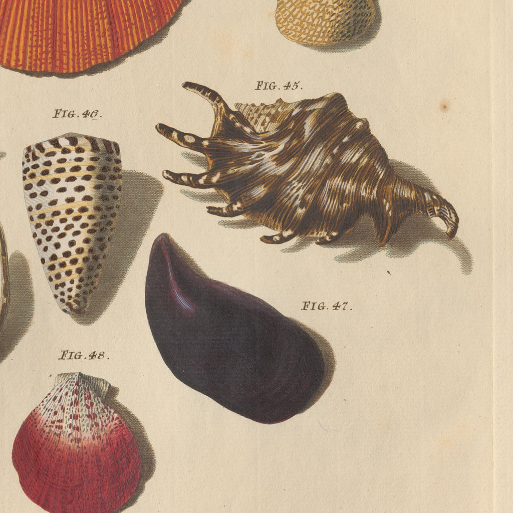 Detail at printed size: the frilled murex and the dark mussel below the centre