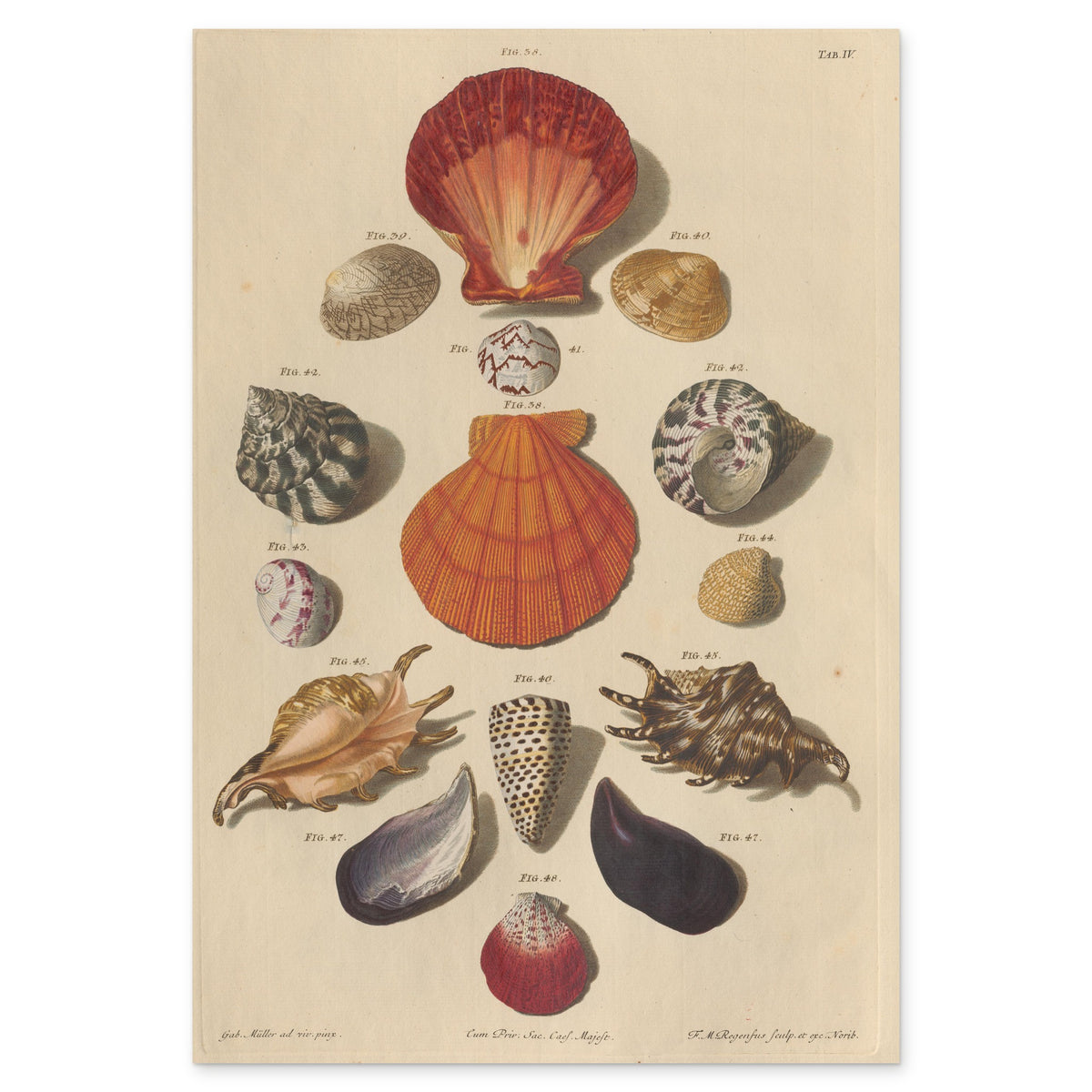 Franz Michael Regenfuss, Plate IV from Choix de Coquillages et de Crustacés, 1758 — hand-coloured engraving with two great scallops, scarlet and orange, on the vertical axis