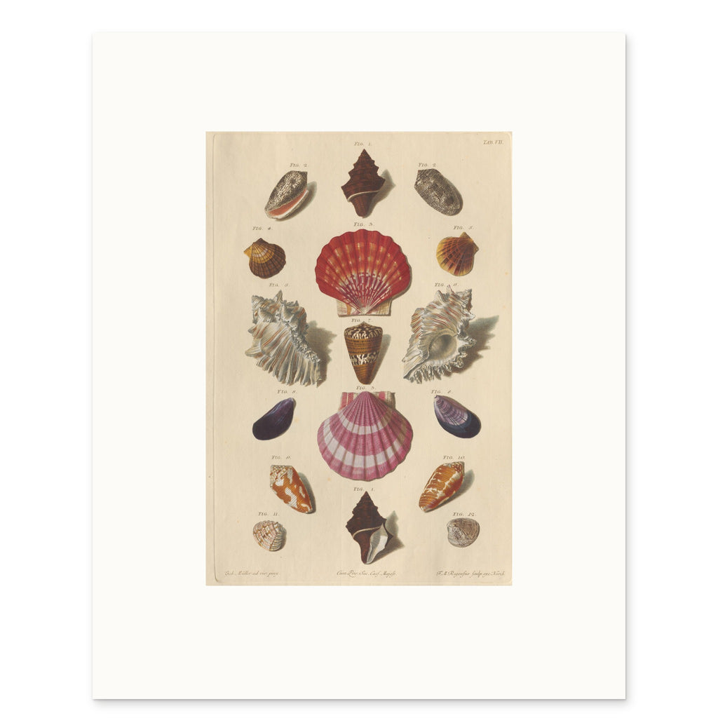 The 40 × 50 cm sheet, unframed, with its white border