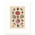 The 40 × 50 cm sheet, unframed, with its white border
