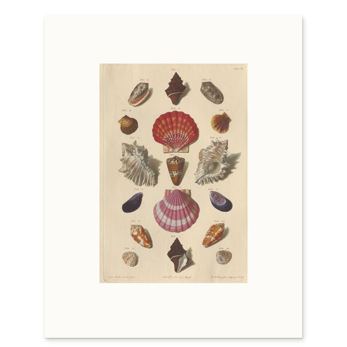 The 40 × 50 cm sheet, unframed, with its white border
