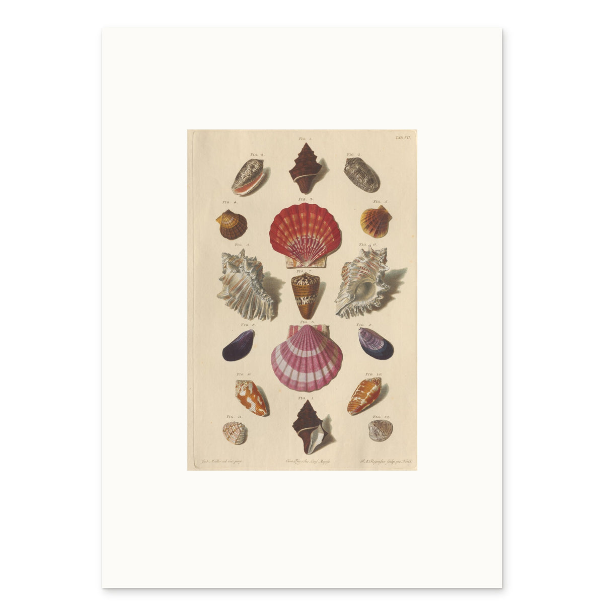 The 50 × 70 cm sheet, unframed, with its white border