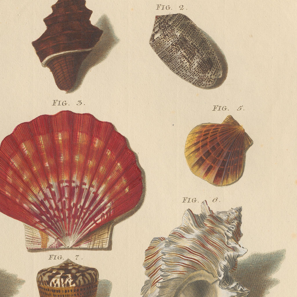 Detail at printed size: the red scallop in the upper axis of the plate