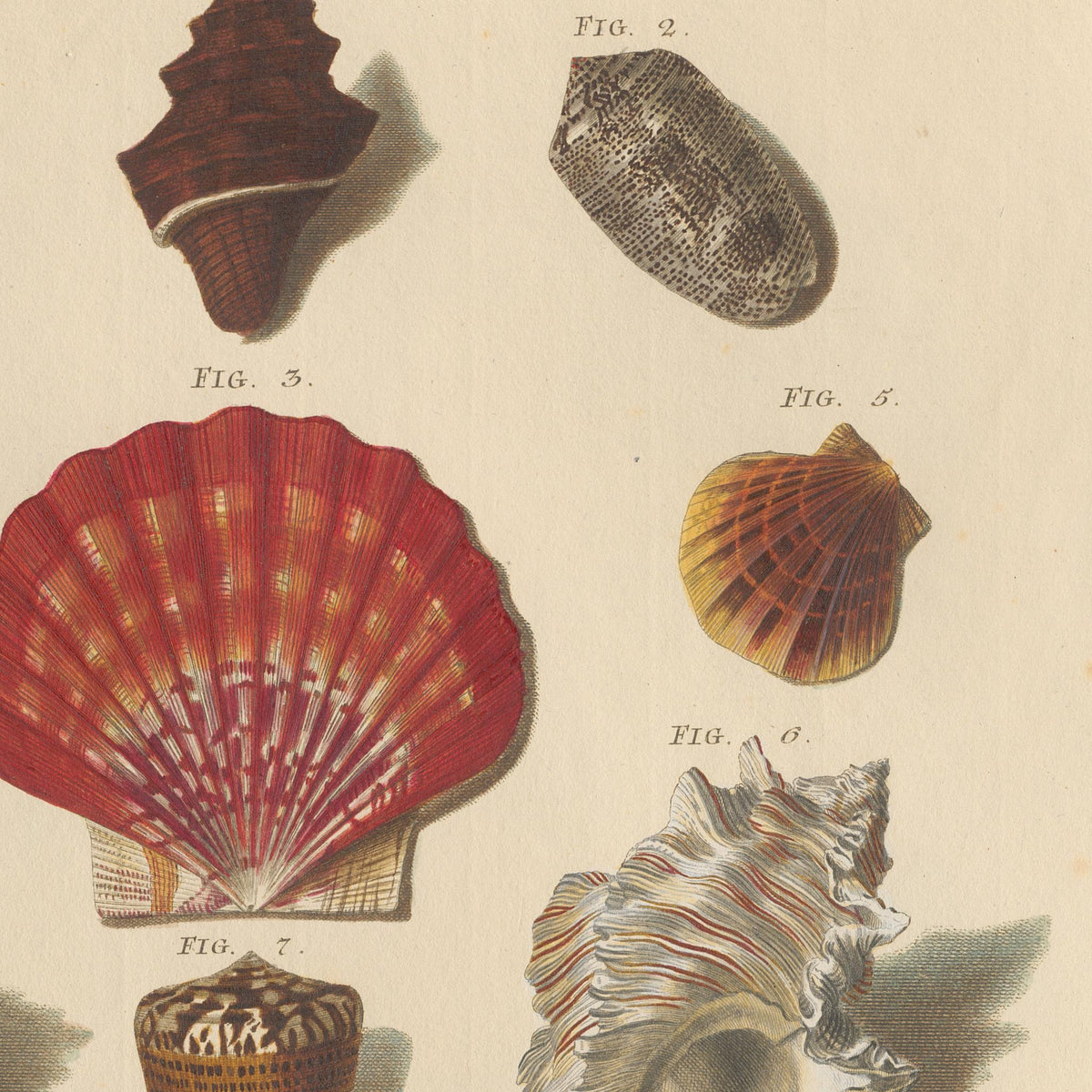 Detail at printed size: the red scallop in the upper axis of the plate