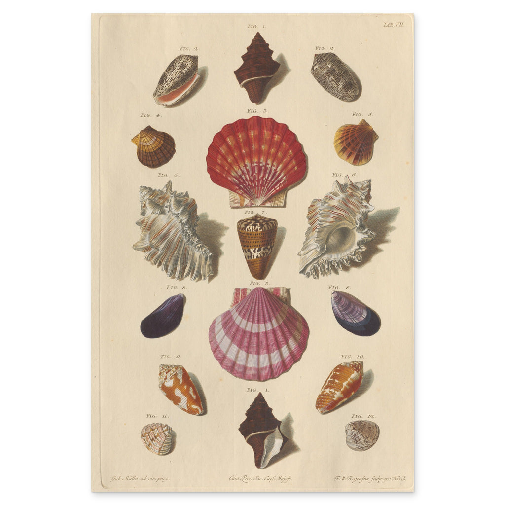 Franz Michael Regenfuss, Plate VII from Choix de Coquillages et de Crustacés, 1758 — hand-coloured engraving, two scallops in the axis between frilled murex shells