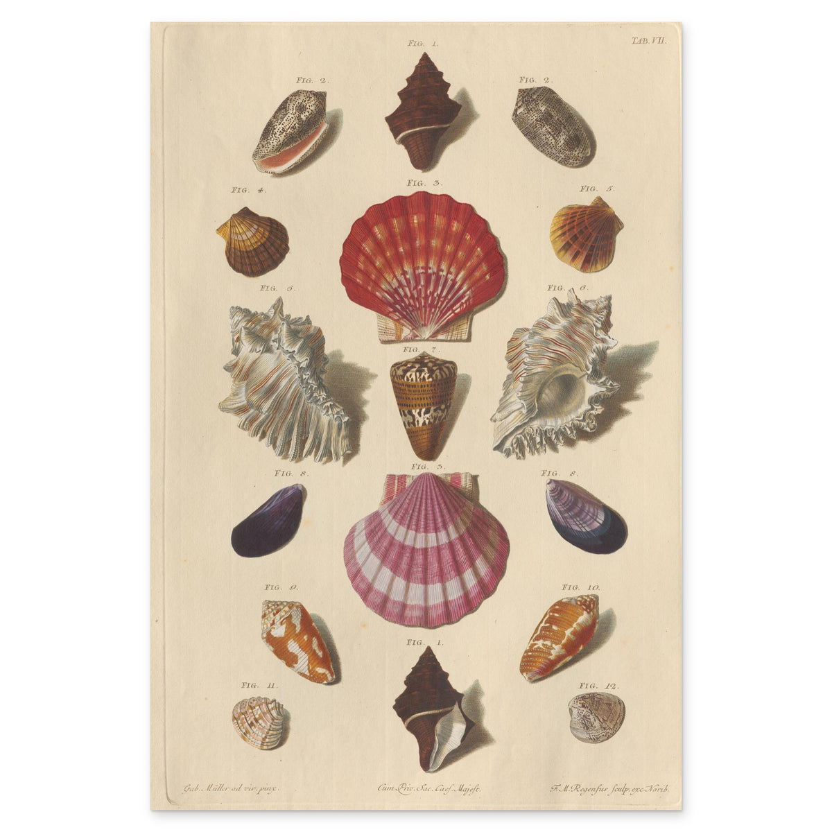 Franz Michael Regenfuss, Plate VII from Choix de Coquillages et de Crustacés, 1758 — hand-coloured engraving, two scallops in the axis between frilled murex shells