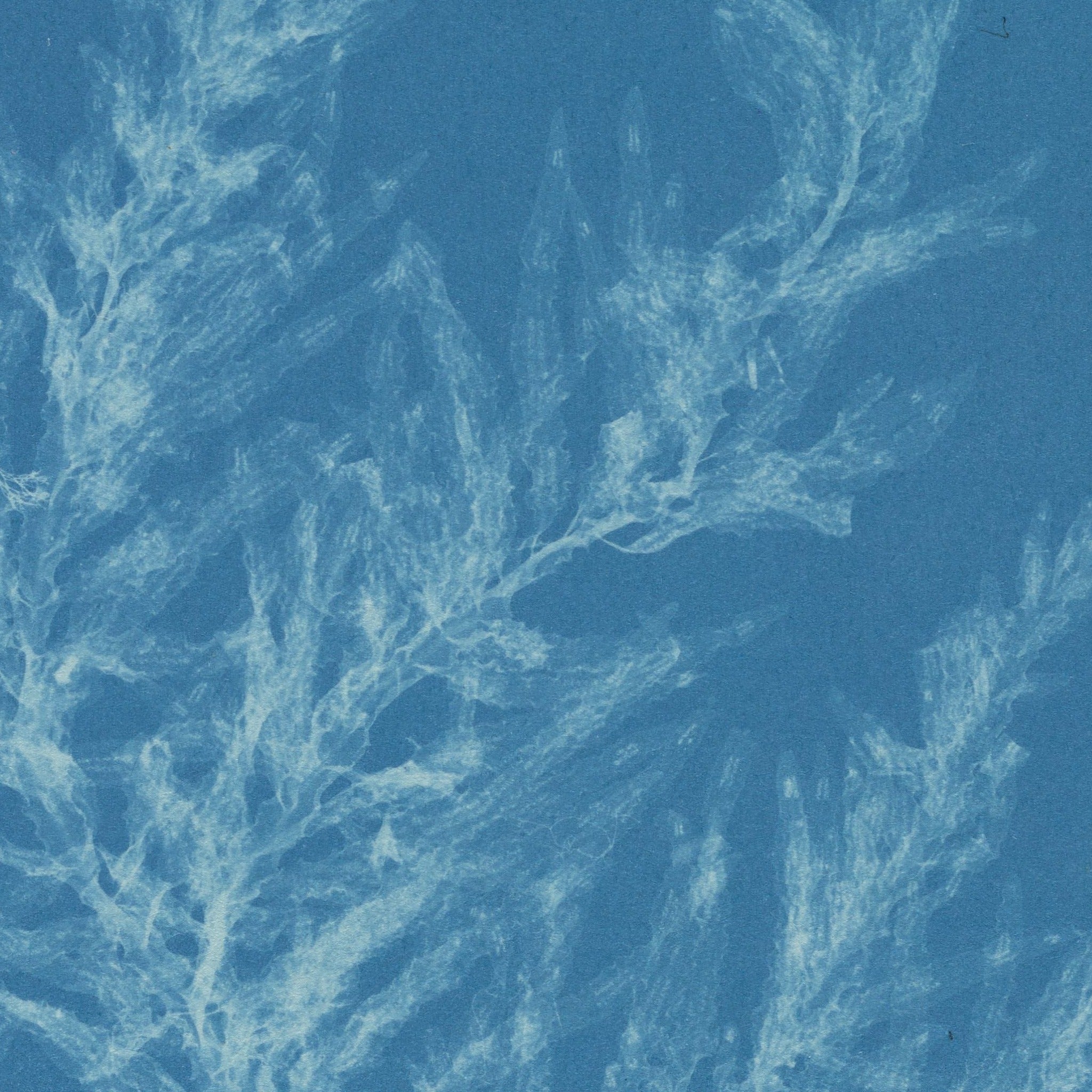 Detail at actual print size: the translucent leaf blades of Delesseria hypoglossum and the paper grain of the 1853 cyanotype