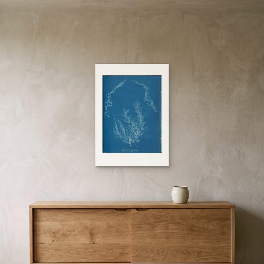 Anna Atkins's Delesseria hypoglossum as a 50 × 70 cm giclée print, unframed, hung 25 cm above a 140 cm sideboard