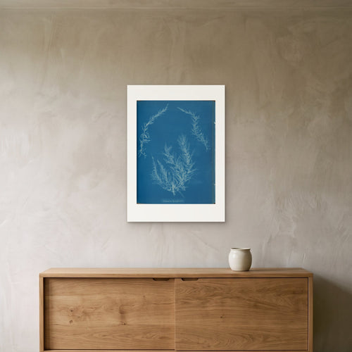 Anna Atkins's Delesseria hypoglossum as a 50 × 70 cm giclée print, unframed, hung 25 cm above a 140 cm sideboard