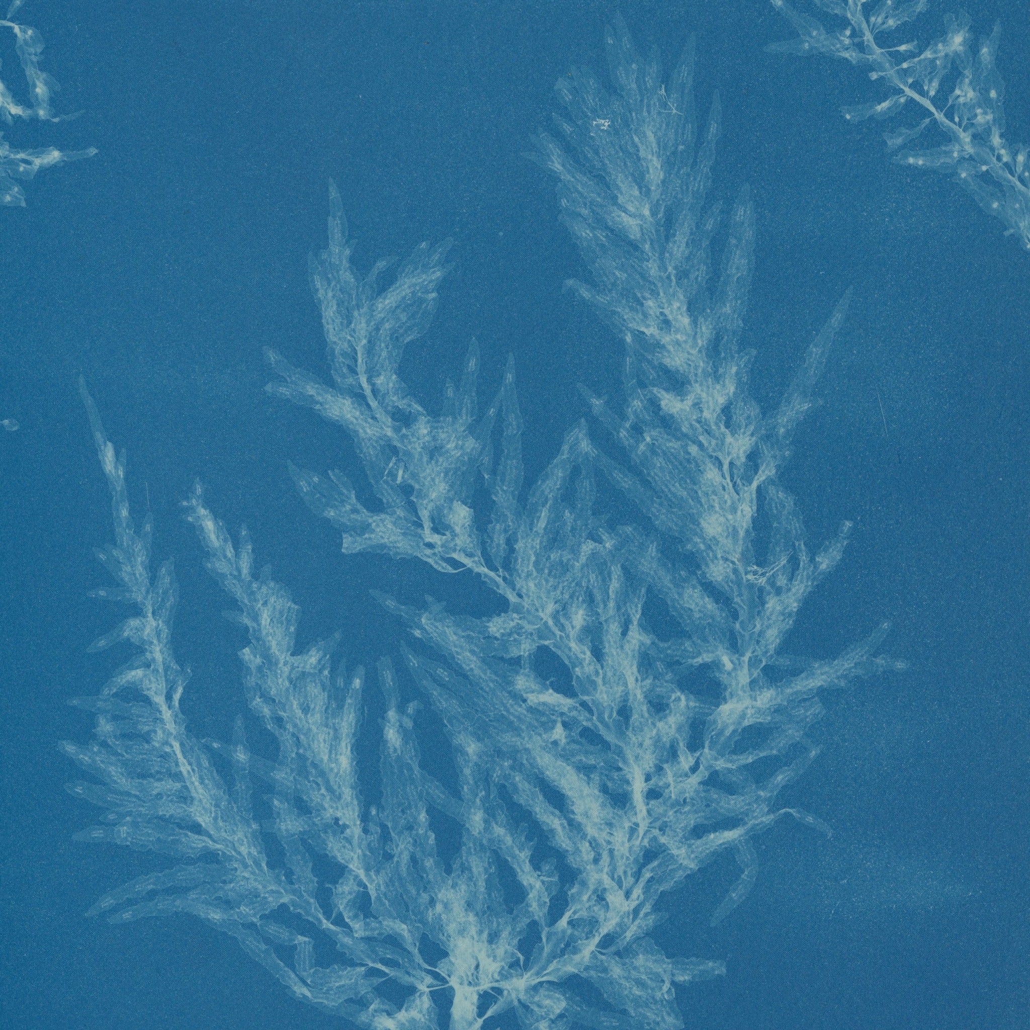 Detail at actual print size: the translucent leaf blades of Delesseria hypoglossum and the paper grain of the 1853 cyanotype