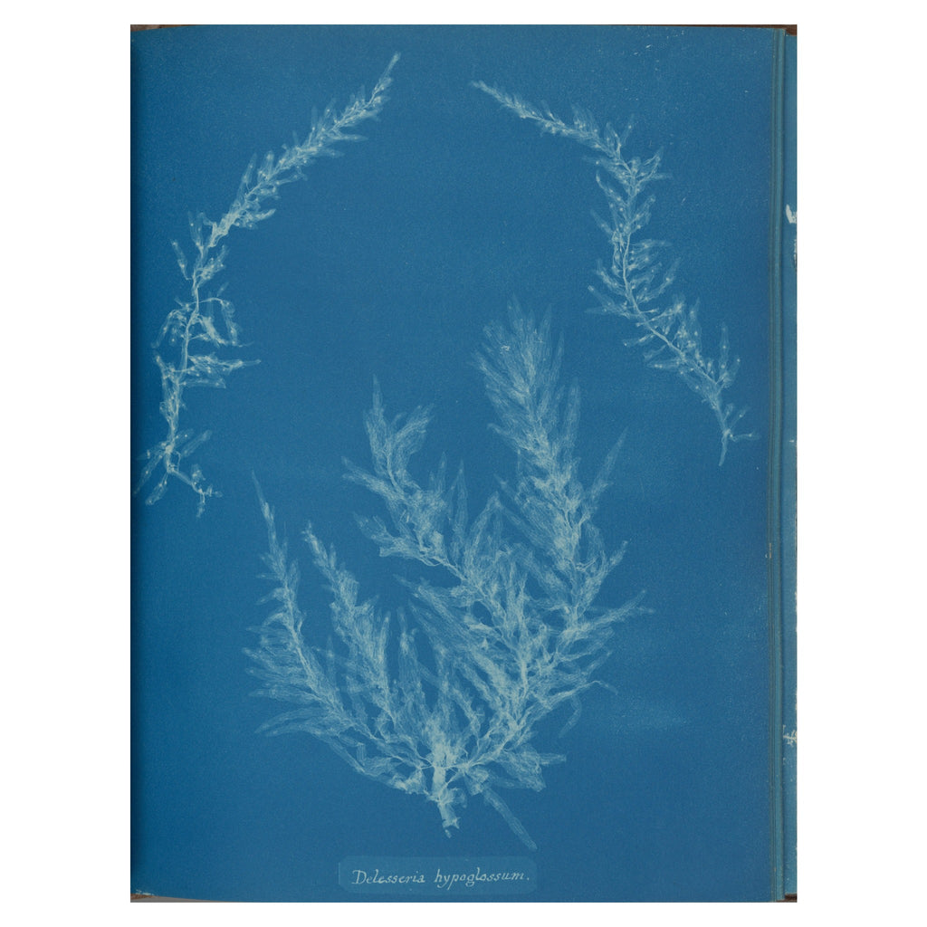 Anna Atkins, Delesseria hypoglossum, 1853 — the cyanotype plate reproduced whole, the pale leaf blades on Prussian blue with the handwritten species name