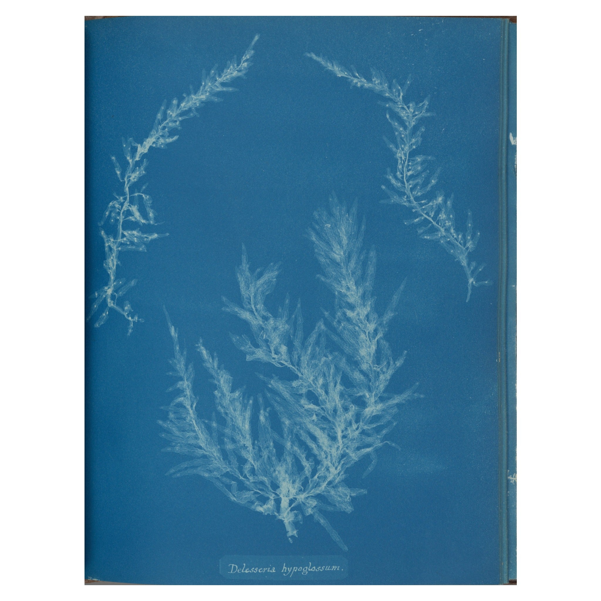 Anna Atkins, Delesseria hypoglossum, 1853 — the cyanotype plate reproduced whole, the pale leaf blades on Prussian blue with the handwritten species name