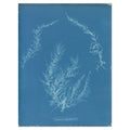 Anna Atkins, Delesseria hypoglossum, 1853 — the cyanotype leaf reproduced whole, the pale leaf blades on Prussian blue with her handwritten species name