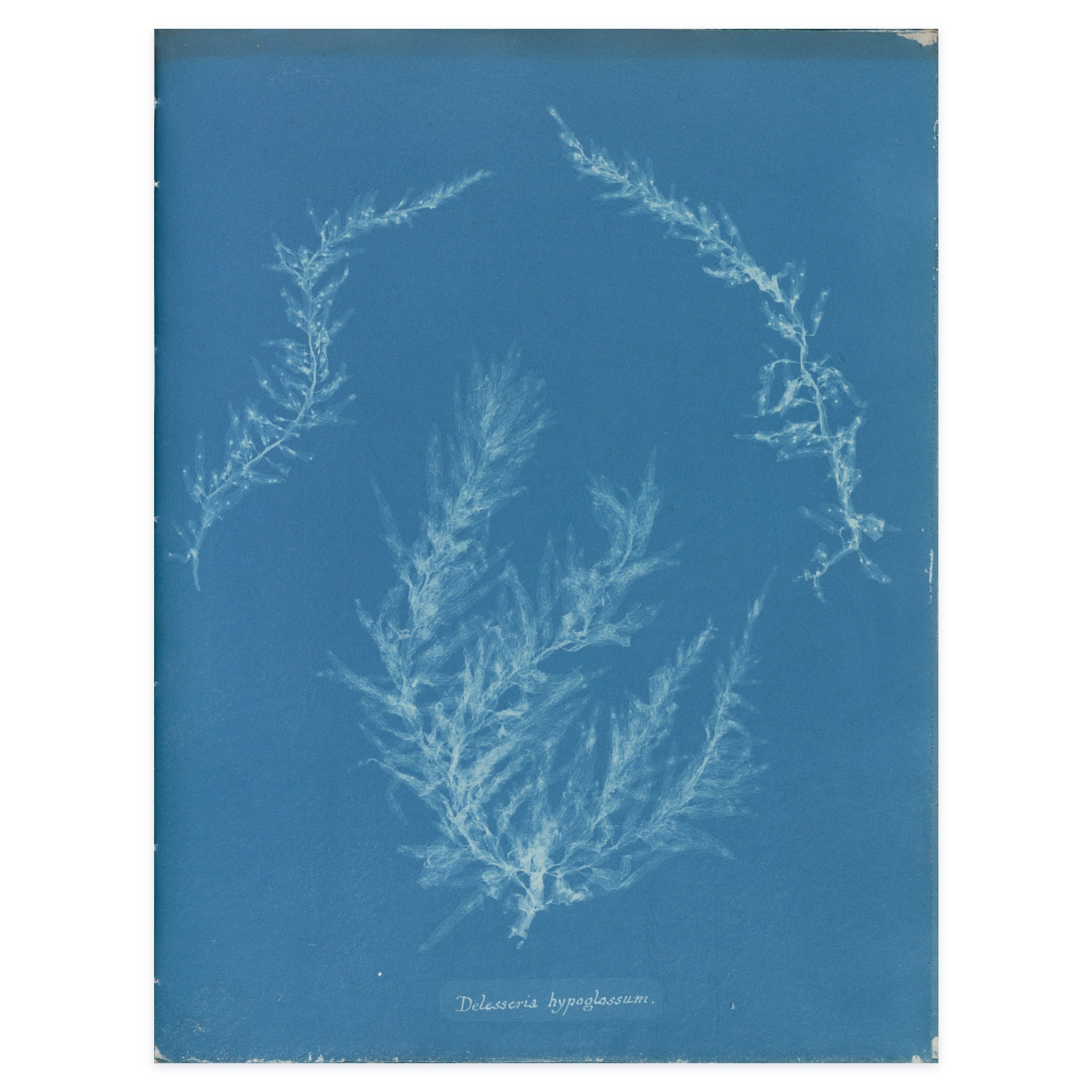 Anna Atkins, Delesseria hypoglossum, 1853 — the cyanotype leaf reproduced whole, the pale leaf blades on Prussian blue with her handwritten species name
