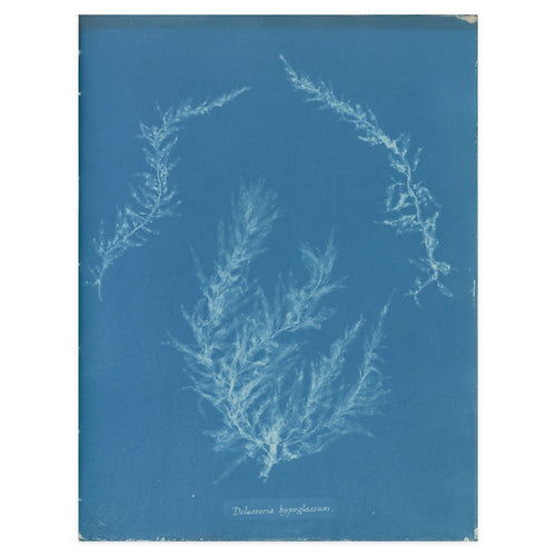 Anna Atkins, Delesseria hypoglossum, 1853 — the cyanotype leaf reproduced whole, the pale leaf blades on Prussian blue with her handwritten species name