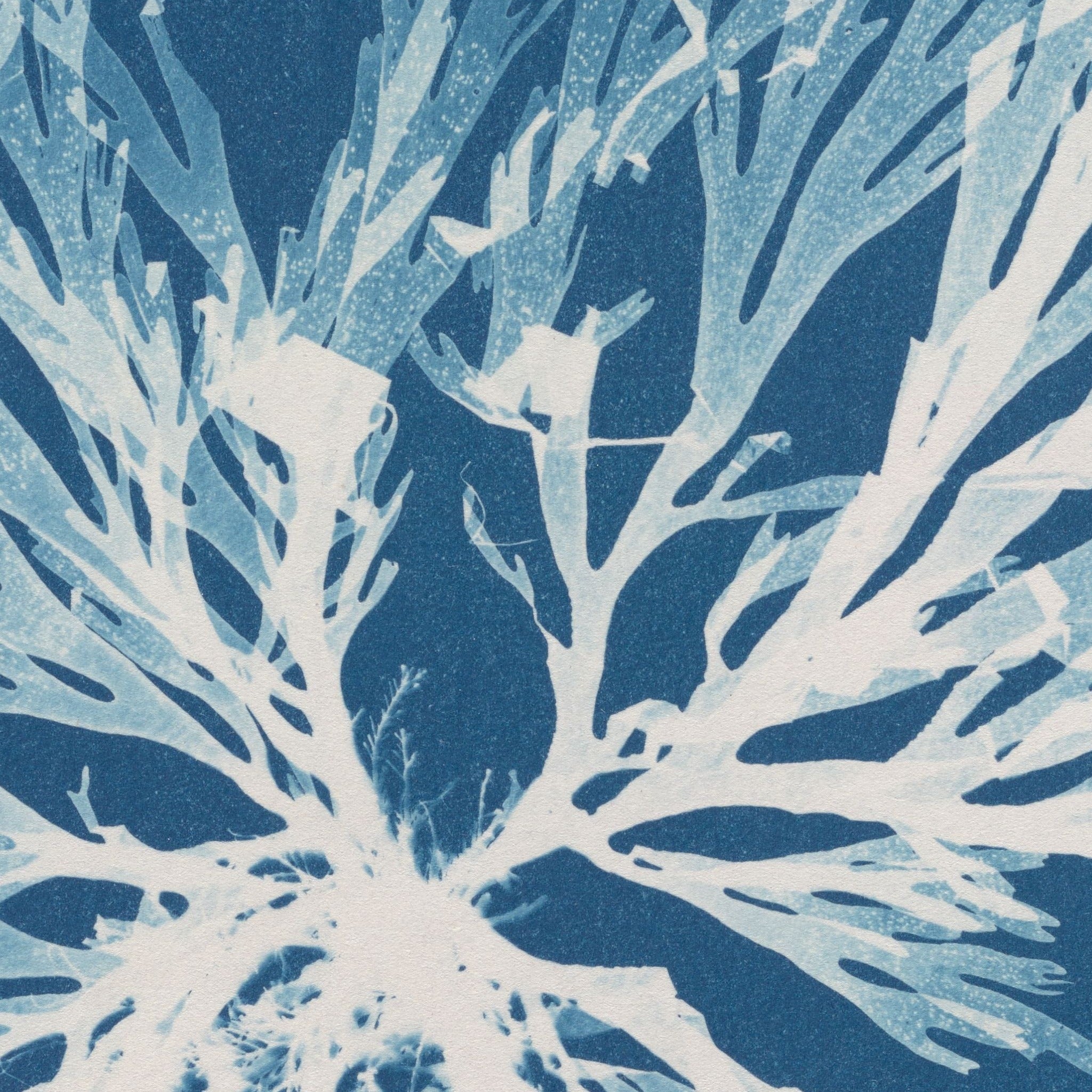 Detail at actual print size: the branching fronds of Dictyota dichotoma and the paper grain of the 1853 cyanotype
