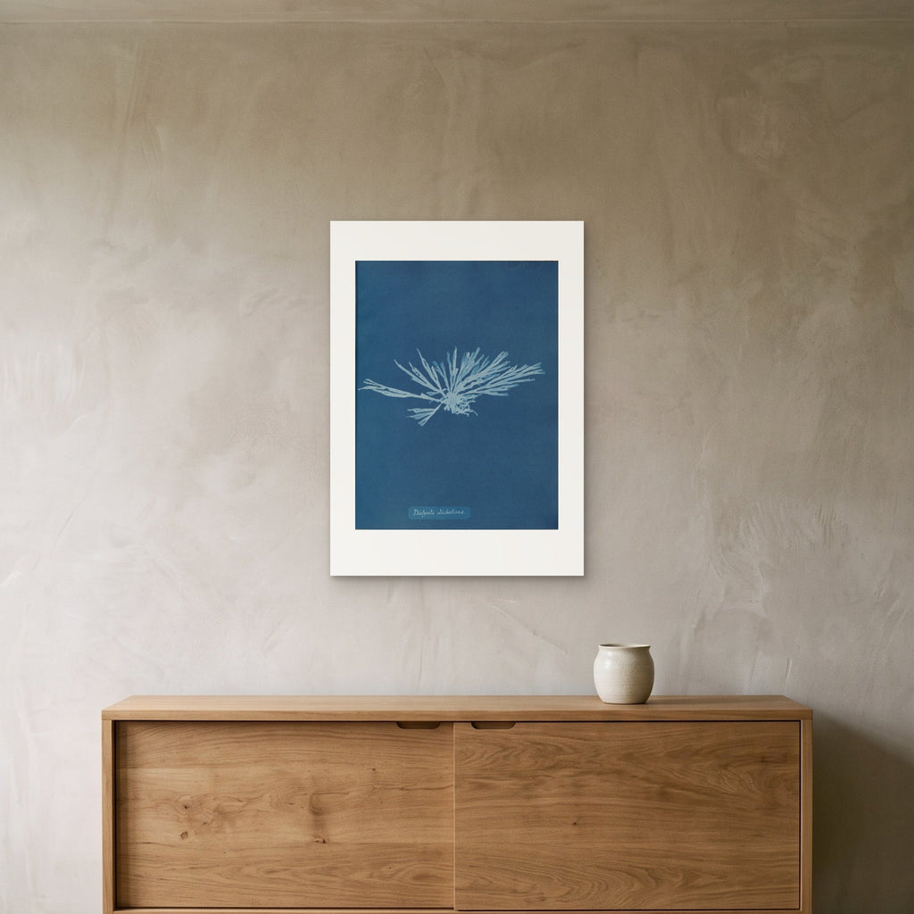 Anna Atkins's Dictyota dichotoma as a 50 × 70 cm giclée print, unframed, hung 25 cm above a 140 cm sideboard