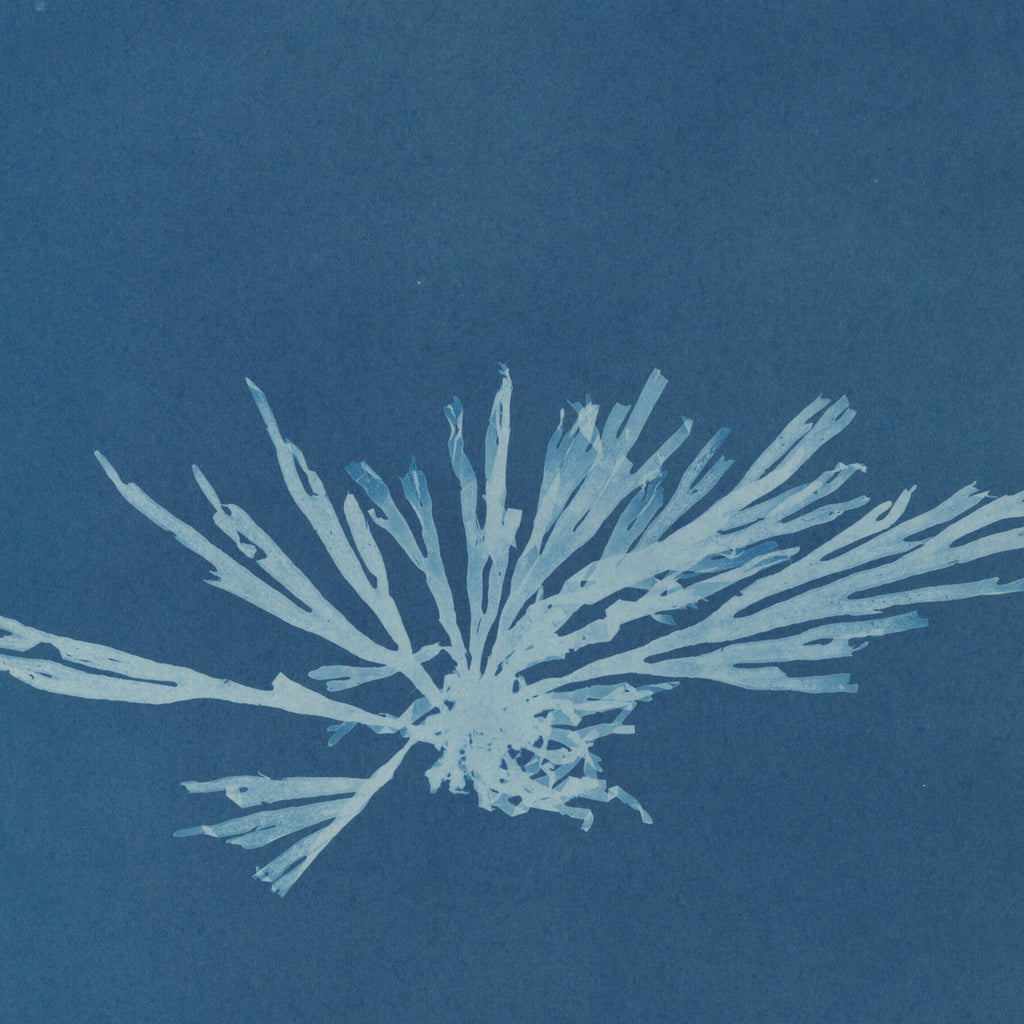 Detail at actual print size: the branching fronds of Dictyota dichotoma and the paper grain of the 1853 cyanotype