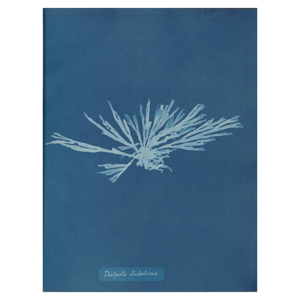 Anna Atkins, Dictyota dichotoma, 1853 — the cyanotype plate reproduced whole, the white seaweed silhouette on Prussian blue with the handwritten species name