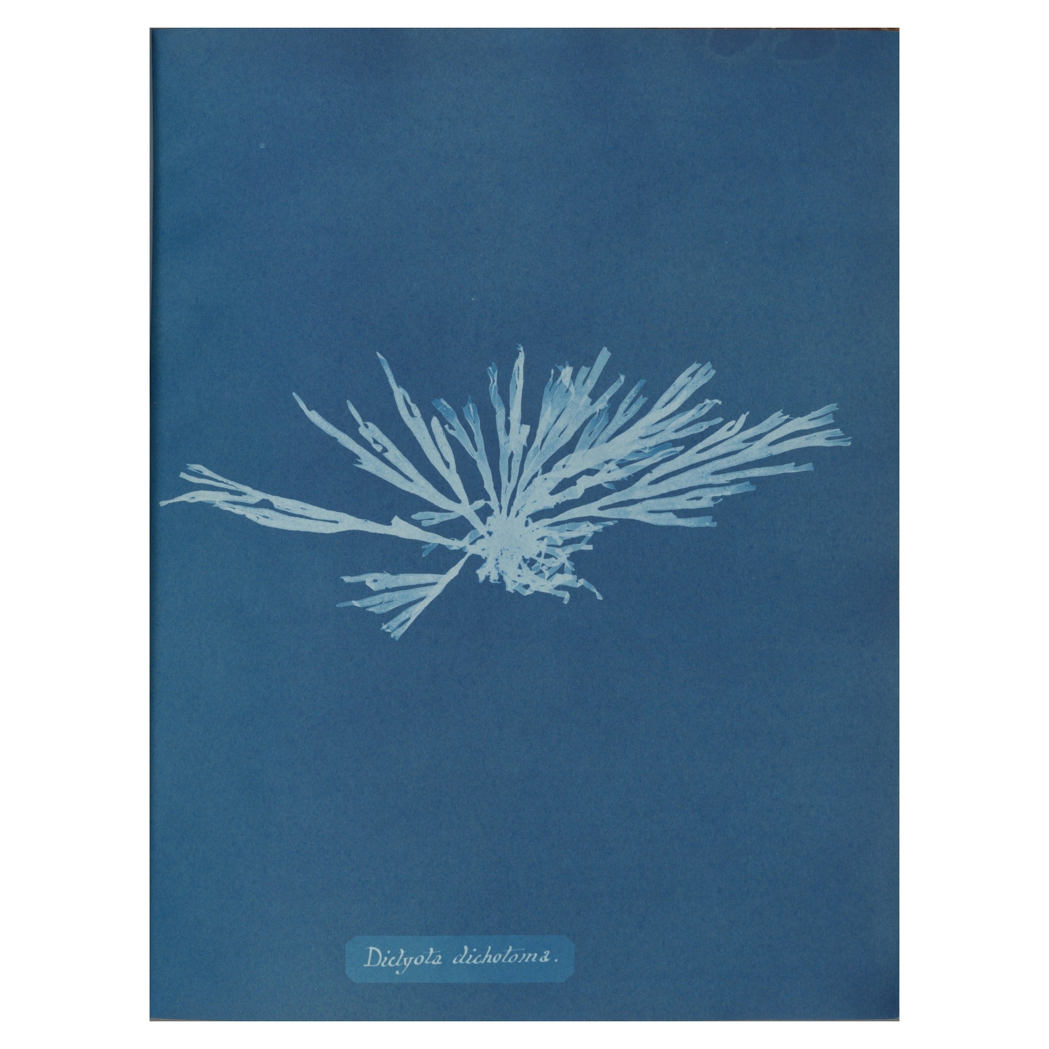 Anna Atkins, Dictyota dichotoma, 1853 — the cyanotype plate reproduced whole, the white seaweed silhouette on Prussian blue with the handwritten species name