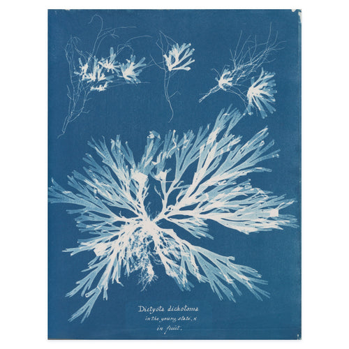 Anna Atkins, Dictyota dichotoma in the young state and in fruit, 1853 — the cyanotype leaf reproduced whole, the white seaweed silhouette on Prussian blue with her handwritten caption