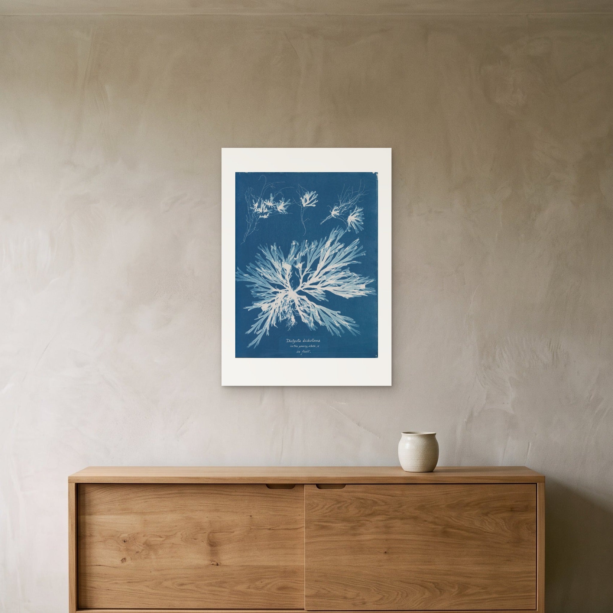 Anna Atkins's Dictyota dichotoma as a 50 × 70 cm giclée print, unframed, hung 25 cm above a 140 cm sideboard