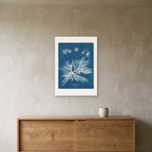Anna Atkins's Dictyota dichotoma as a 50 × 70 cm giclée print, unframed, hung 25 cm above a 140 cm sideboard