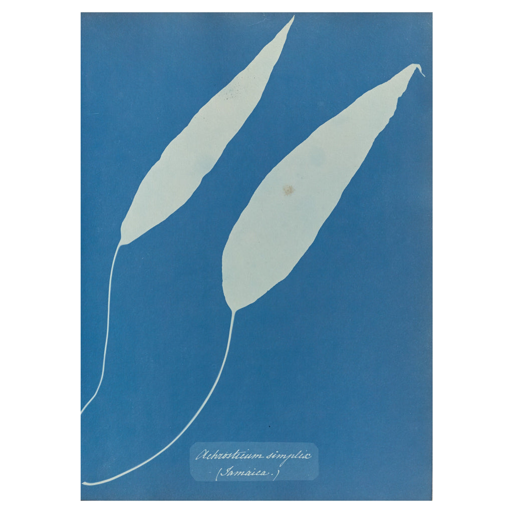 Anna Atkins and Anne Dixon, Achrosticum simplex, Jamaica, 1853 — two undivided fern blades on curving stalks, white on Prussian blue, with the handwritten species name
