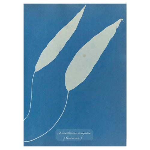 Anna Atkins and Anne Dixon, Achrosticum simplex, Jamaica, 1853 — two undivided fern blades on curving stalks, white on Prussian blue, with the handwritten species name