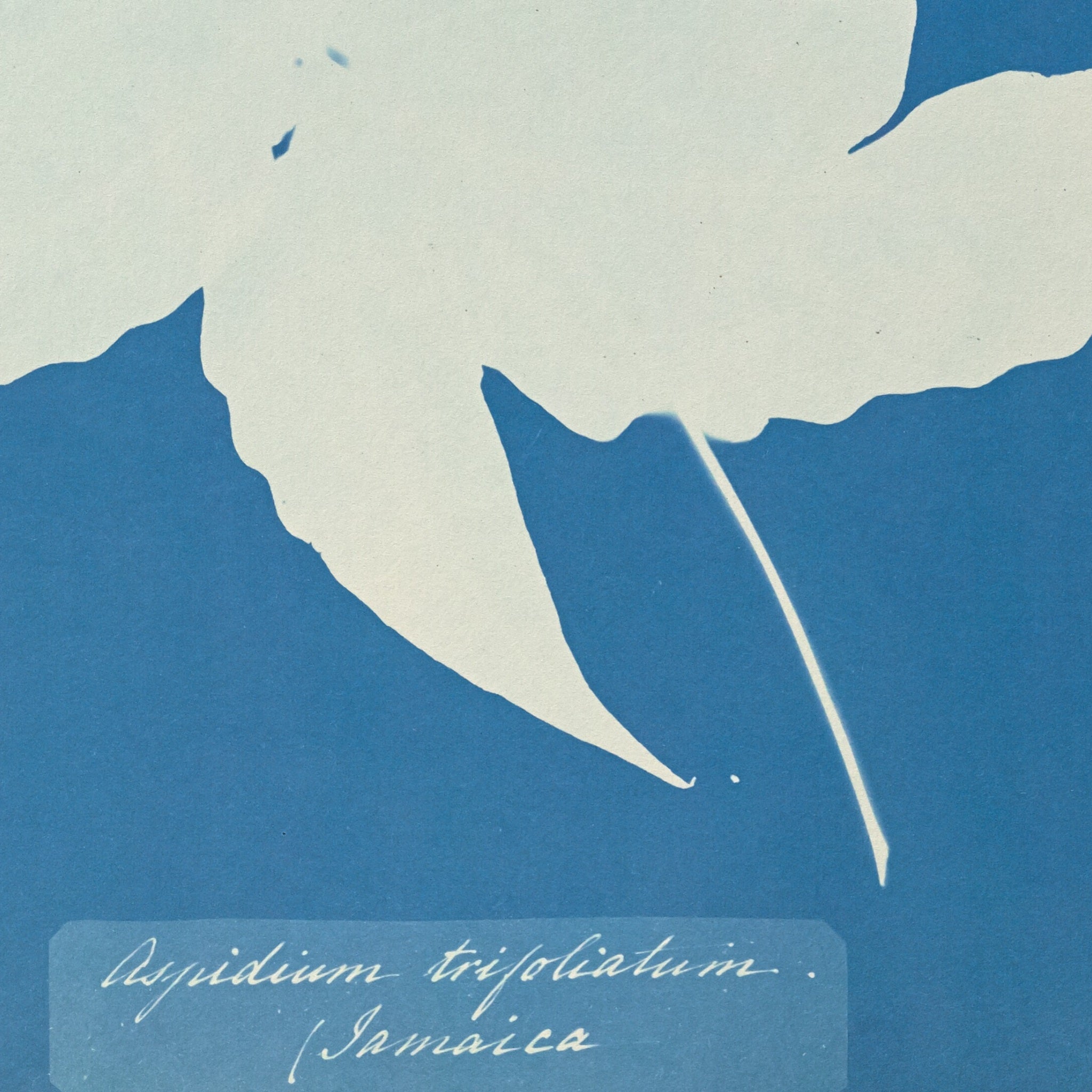 Detail at actual print size: the torn saw-toothed edge of the leaf, the fine stalk, and the handwritten caption naming Jamaica