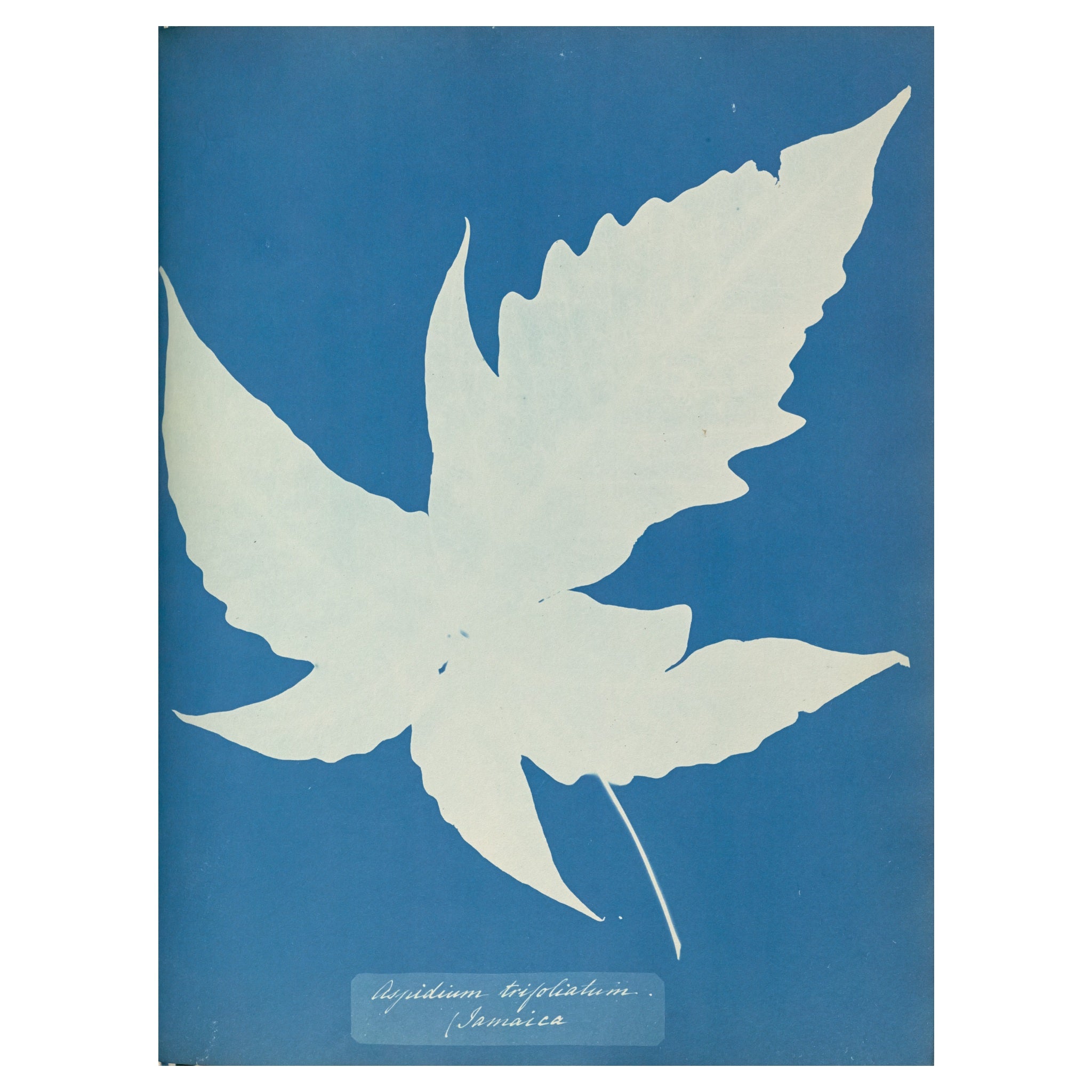 Anna Atkins and Anne Dixon, Aspidium trifoliatum, Jamaica, 1853 — a broad three-lobed fern leaf as a white silhouette on Prussian blue, with the handwritten species name
