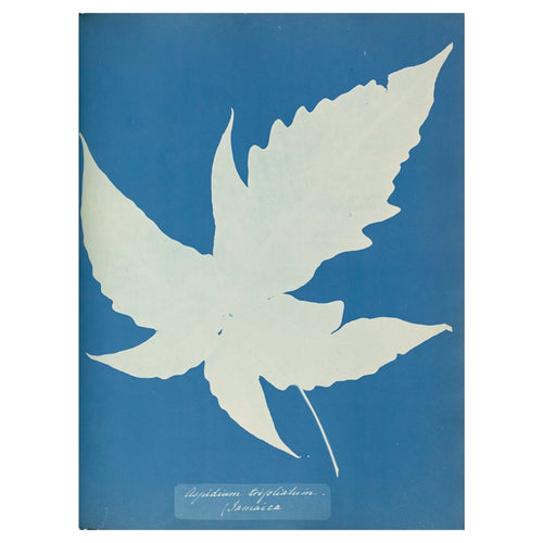 Anna Atkins and Anne Dixon, Aspidium trifoliatum, Jamaica, 1853 — a broad three-lobed fern leaf as a white silhouette on Prussian blue, with the handwritten species name