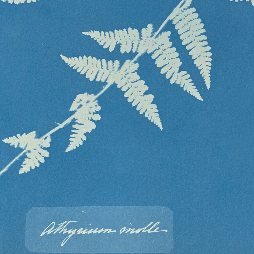 Detail at actual print size: the pinnules of the fern frond, the grain of the 1853 coated paper, and Anna Atkins's handwritten caption