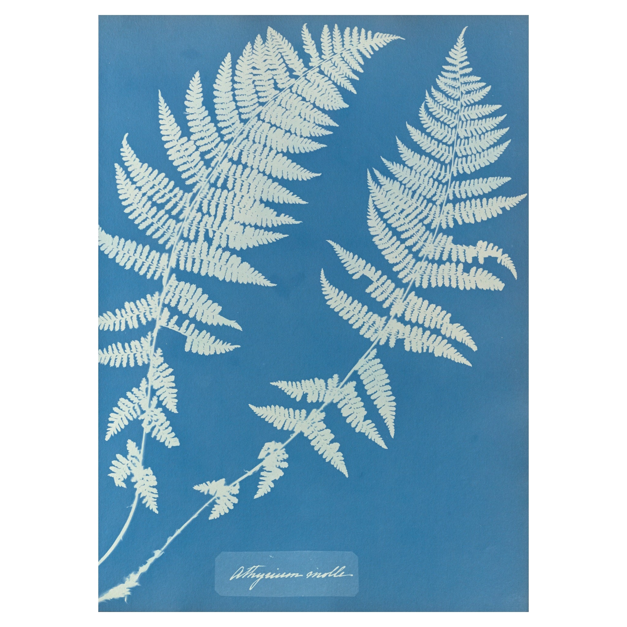 Anna Atkins and Anne Dixon, Athyrium molle, 1853 — the fern cyanotype reproduced whole, a white frond on Prussian blue with the handwritten species name at the foot