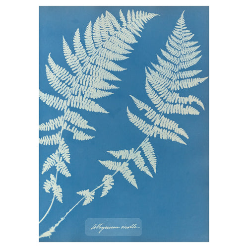 Anna Atkins and Anne Dixon, Athyrium molle, 1853 — the fern cyanotype reproduced whole, a white frond on Prussian blue with the handwritten species name at the foot