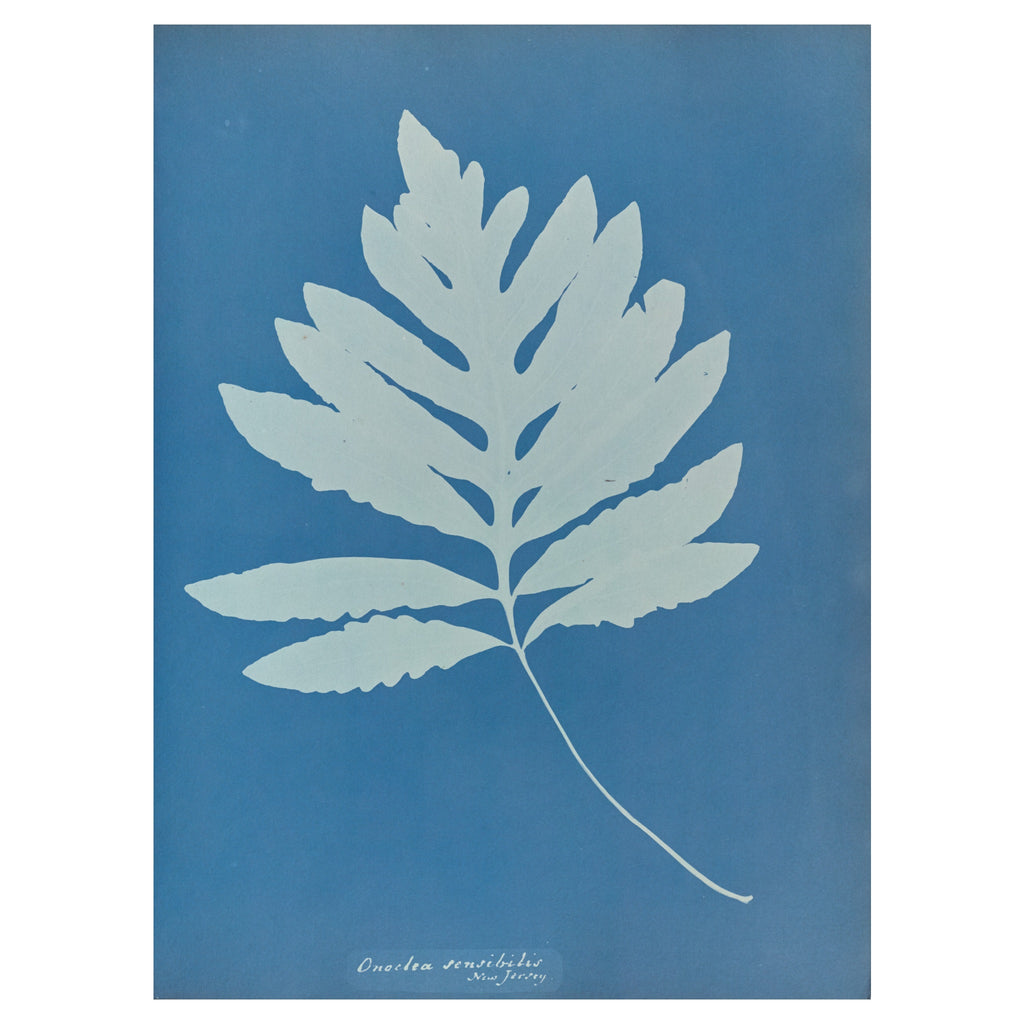 Anna Atkins and Anne Dixon, Onoclea sensibilis, New Jersey, 1853 — the sensitive fern as a single broad white frond on Prussian blue, with the handwritten species name