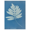 Anna Atkins and Anne Dixon, Onoclea sensibilis, New Jersey, 1853 — the sensitive fern as a single broad white frond on Prussian blue, with the handwritten species name