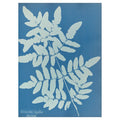 Anna Atkins and Anne Dixon, Osmunda regalis, 1853 — a frond of the royal fern as a white silhouette on Prussian blue, with the handwritten species name