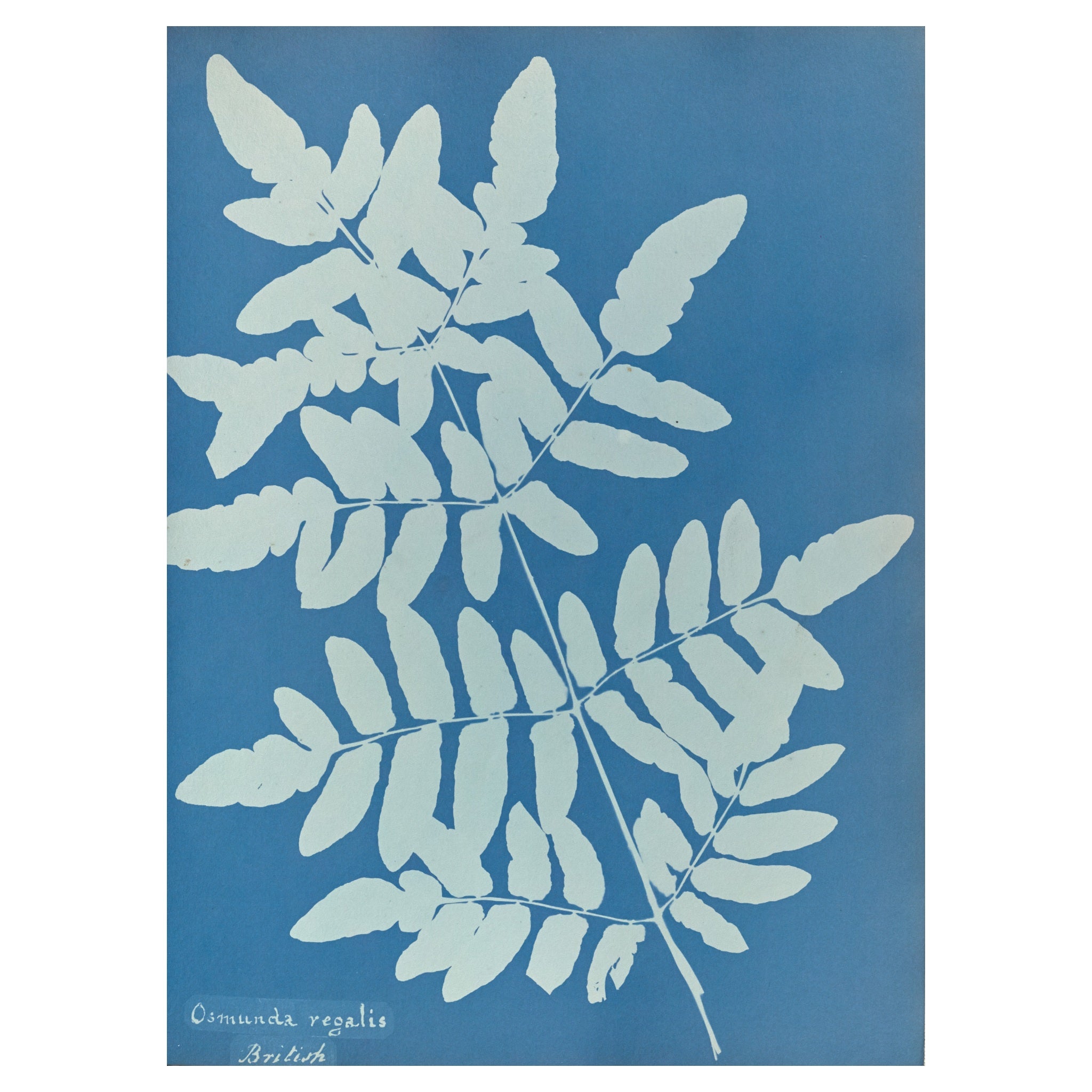 Anna Atkins and Anne Dixon, Osmunda regalis, 1853 — a frond of the royal fern as a white silhouette on Prussian blue, with the handwritten species name