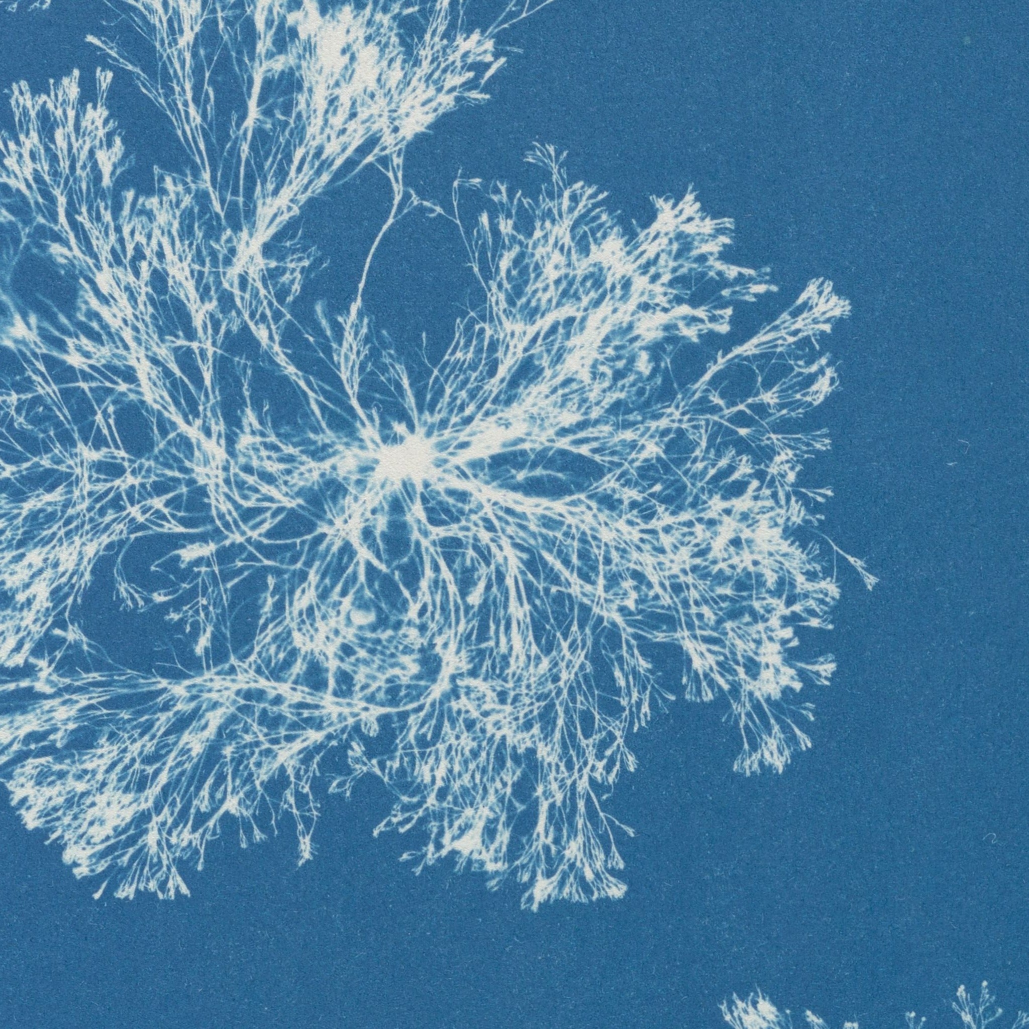 Detail at actual print size: the hair-fine branches of Polysiphonia fastigiata and the paper grain of the 1853 cyanotype