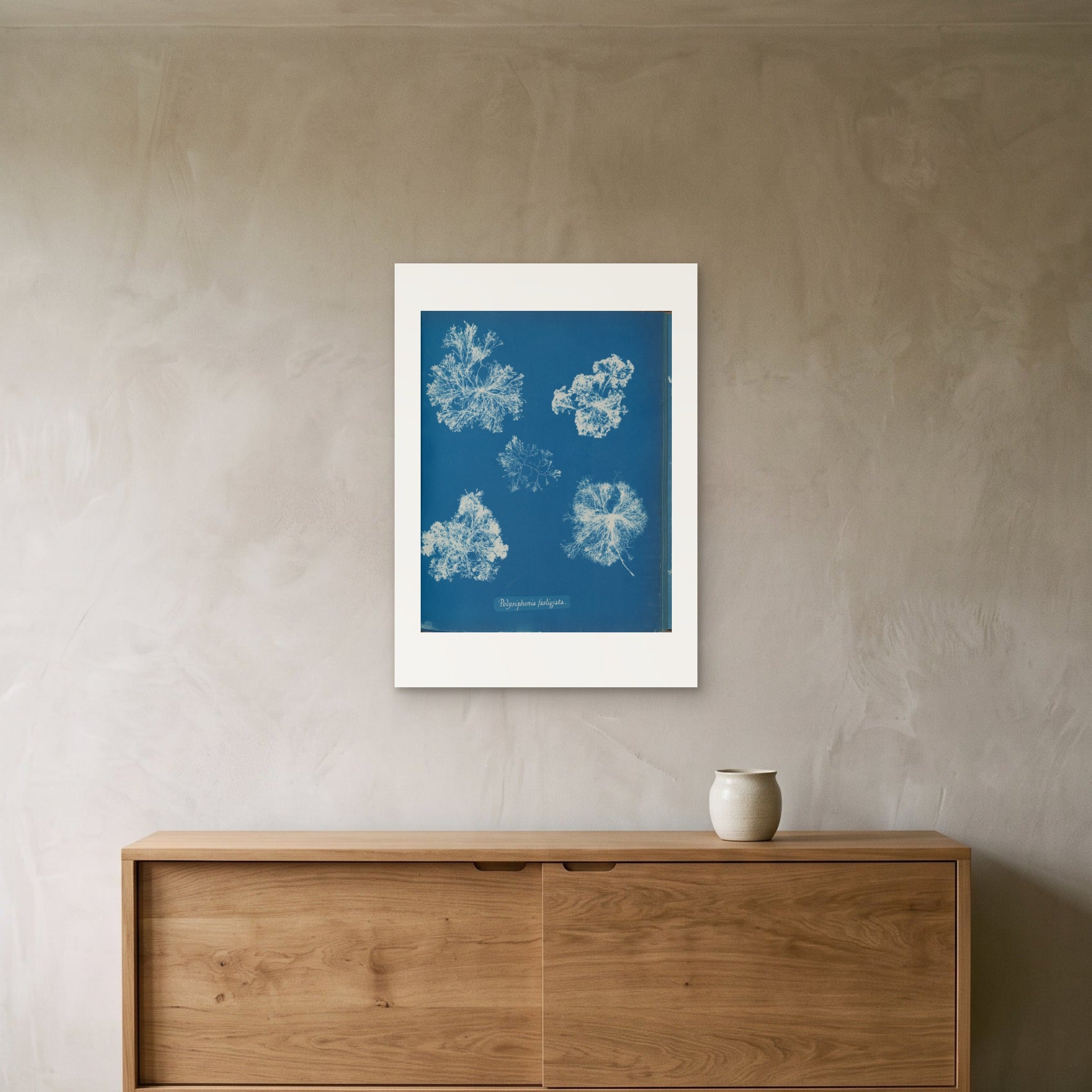 Anna Atkins's Polysiphonia fastigiata as a 50 × 70 cm giclée print, unframed, hung 25 cm above a 140 cm sideboard