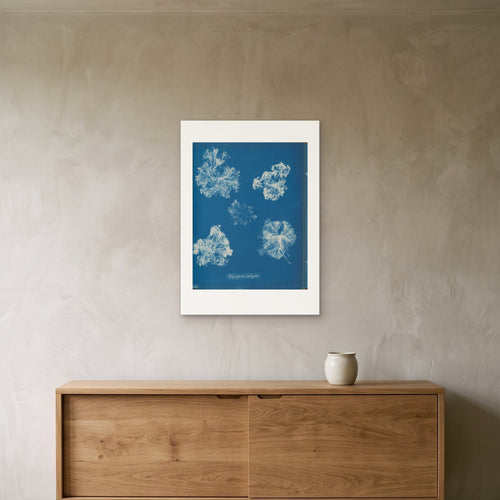 Anna Atkins's Polysiphonia fastigiata as a 50 × 70 cm giclée print, unframed, hung 25 cm above a 140 cm sideboard