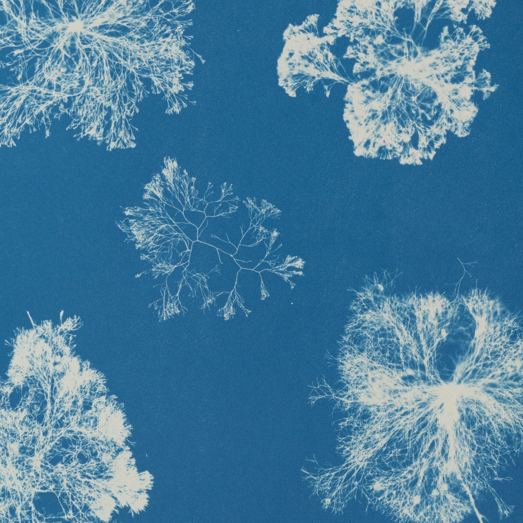 Detail at actual print size: the hair-fine branches of Polysiphonia fastigiata and the paper grain of the 1853 cyanotype