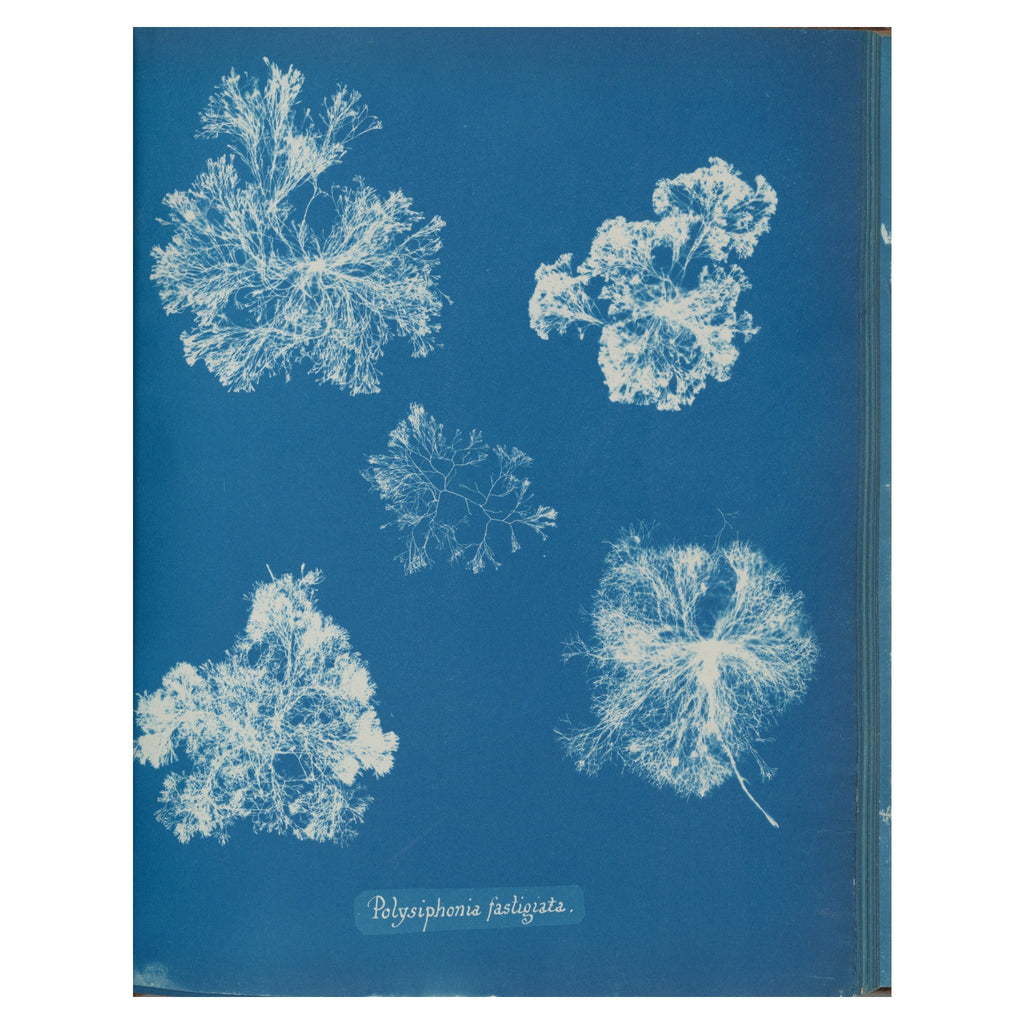 Anna Atkins, Polysiphonia fastigiata, 1853 — the cyanotype plate reproduced whole, five white tufts of red alga on Prussian blue with the handwritten species name