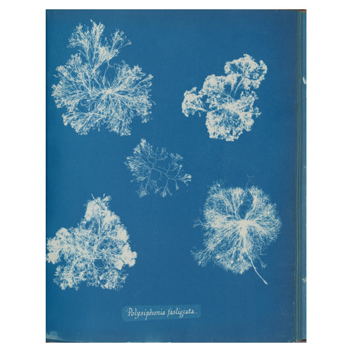 Anna Atkins, Polysiphonia fastigiata, 1853 — the cyanotype plate reproduced whole, five white tufts of red alga on Prussian blue with the handwritten species name